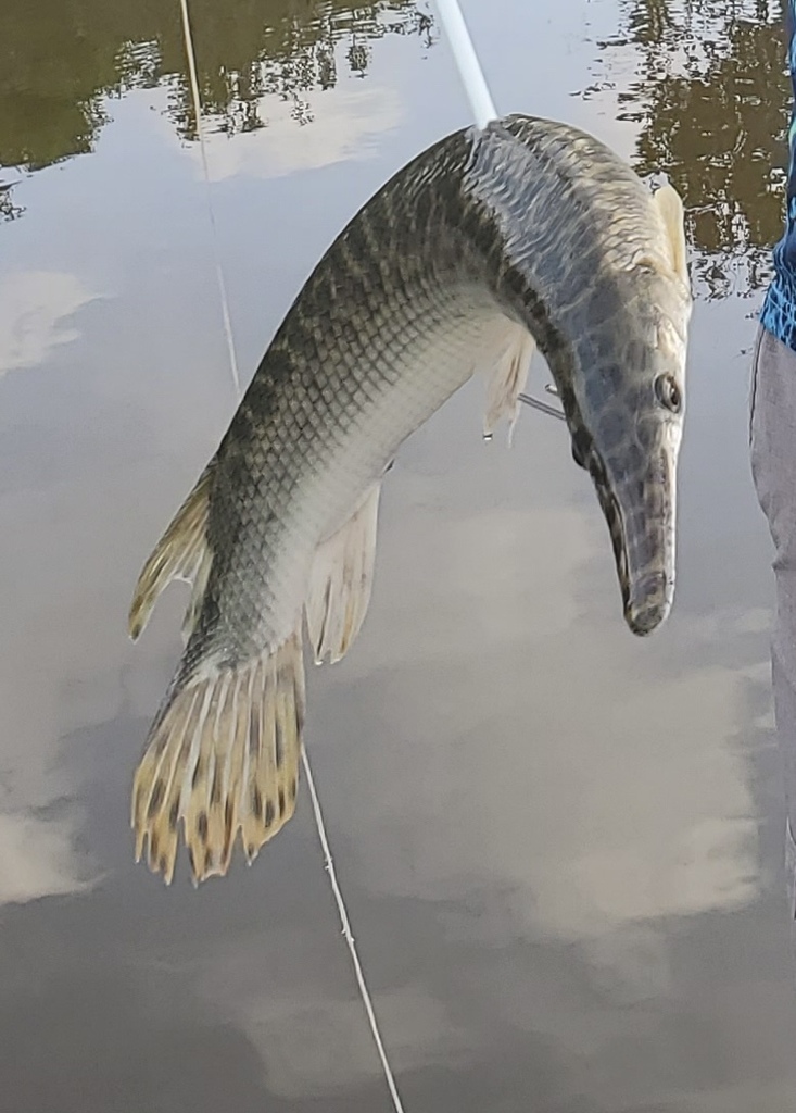 Spotted Gar from Matagorda County, TX, USA on July 17, 2023 at 07:26 AM ...