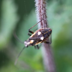 Capsodes sulcatus