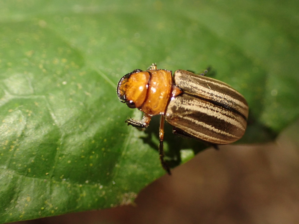 Bolax sulcicollis