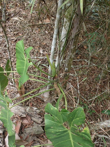 Image of Philodendron cordatum by (c) agujaceratops, some rights reserved (CC BY)