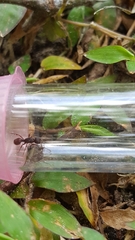 Poneracantha triangularis