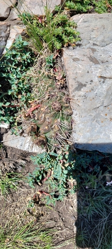 Gymnocalycium reductum