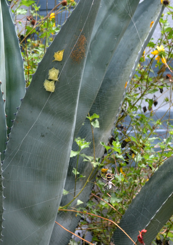 Silver Garden Orbweaver photo 5