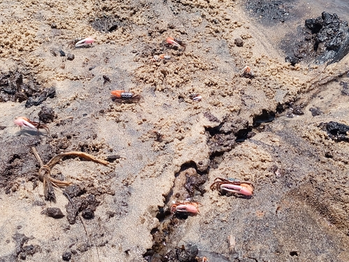 East African Fiddler Crab