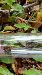 Poneracantha triangularis