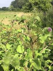 Arctium lappa