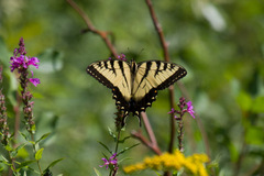 Papilio glaucus glaucus