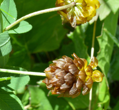Trifolium badium