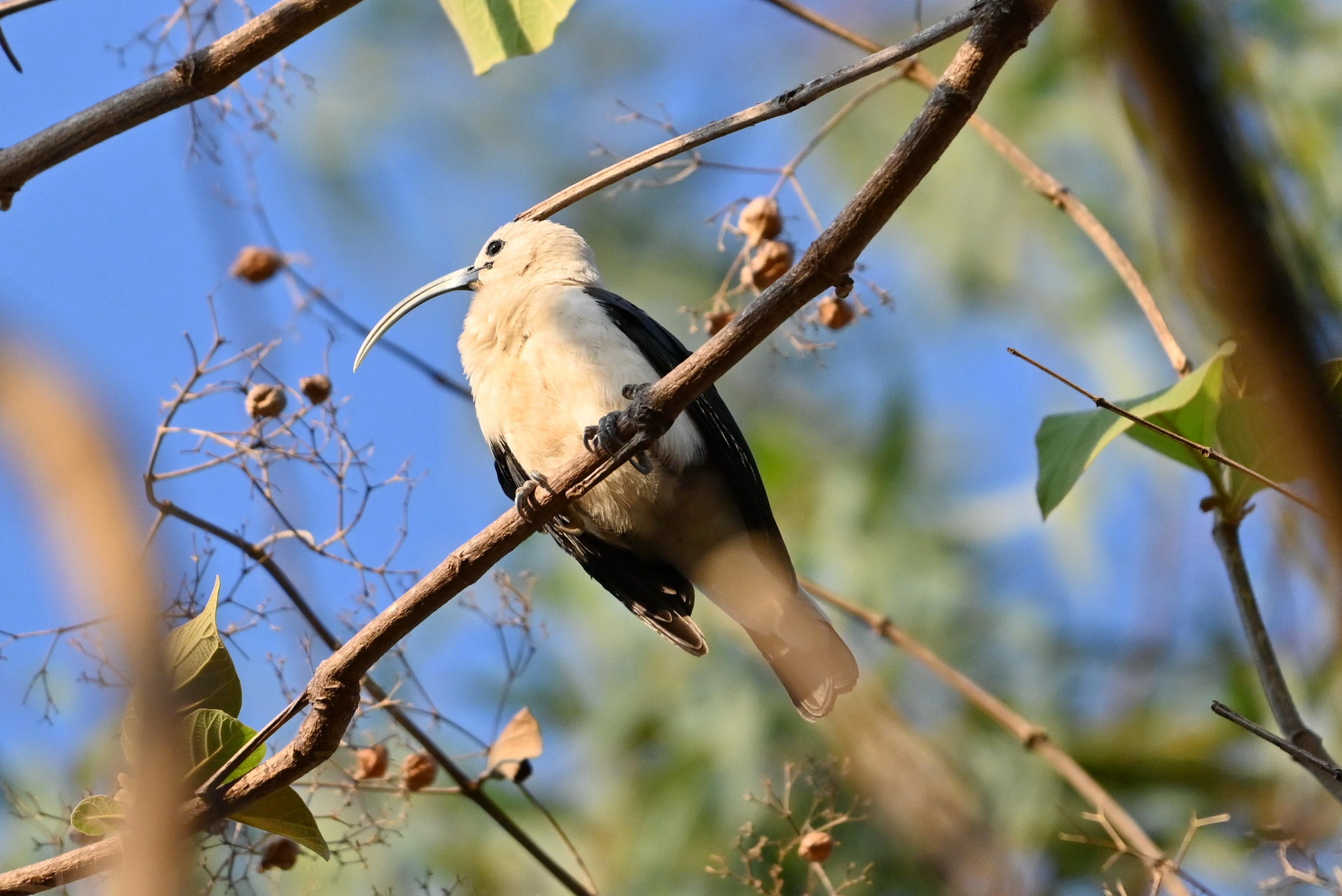 Sickle-billed Vanga (Falculea palliata), photo 1