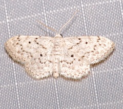 Idaea ostentaria