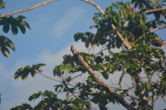 Picumnus minutissimus