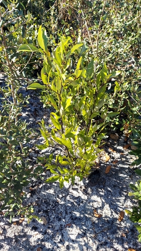 Image of Tamala humilis by (c) Athena Philips, some rights reserved (CC BY)
