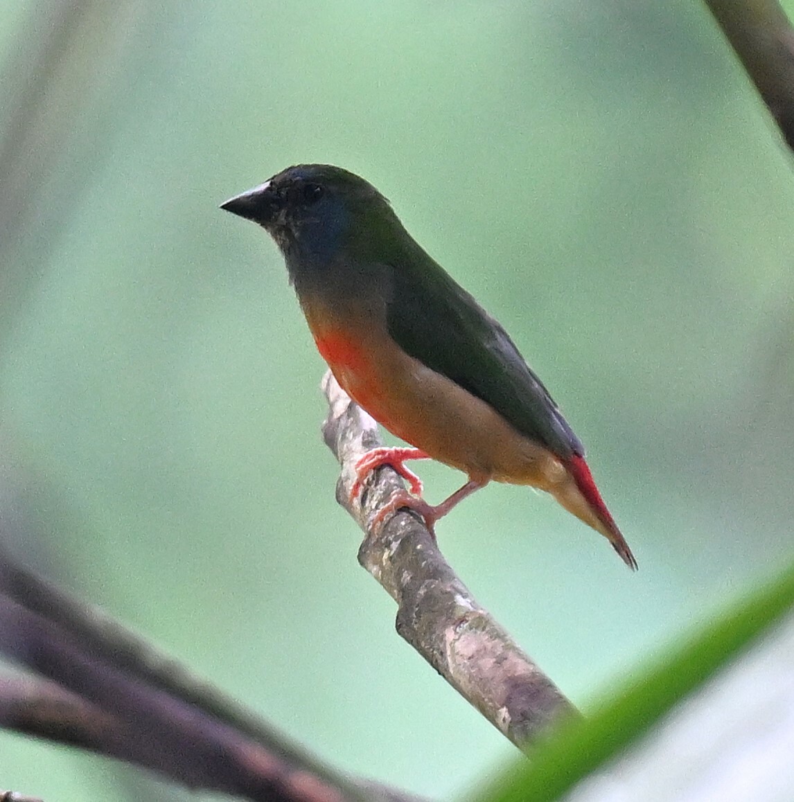 Pin-tailed Parrotfinch