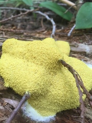 Fuligo septica septica