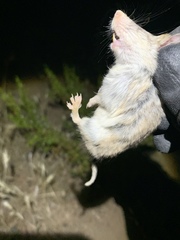 Onychomys torridus