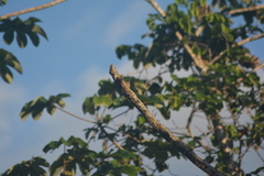 Picumnus minutissimus