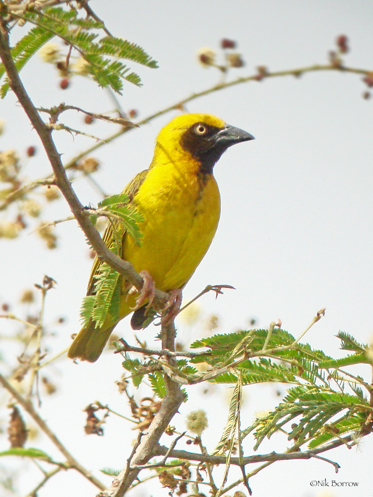Heuglin's Masked-Weaver photo