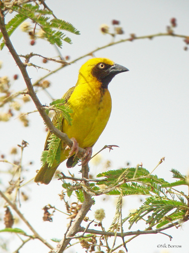 Heuglin's Masked-Weaver