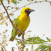Heuglin's Masked-Weaver - Photo (c) Nik Borrow, some rights reserved (CC BY-NC), uploaded by Nik Borrow