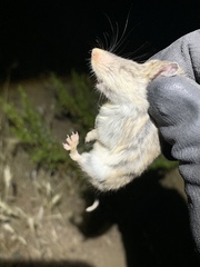 Onychomys torridus