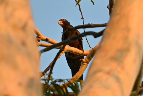 Greater Vasa Parrot (Coracopsis vasa), photo 5