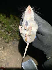 Onychomys torridus