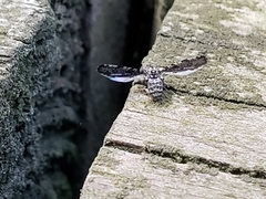 Callopistromyia strigula