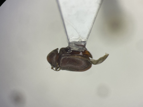 Tricorynus punctatus