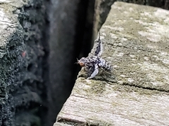 Callopistromyia strigula