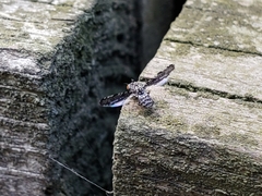 Callopistromyia strigula