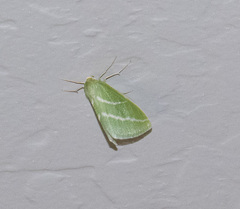 Synchlora bistriaria