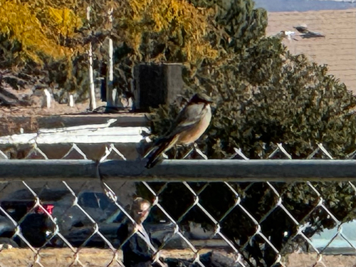 Northern Say's Phoebe