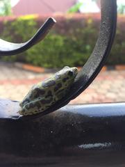 Hyperolius viridiflavus