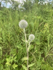 Echinops sphaerocephalus