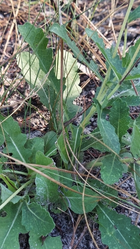 Image of Berlandiera subacaulis by (c) Athena Philips, some rights reserved (CC BY)