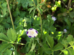 Nemophila maculata