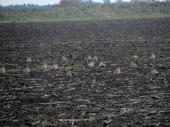 Chloephaga rubidiceps