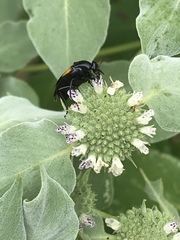 Macrosiagon dimidiata