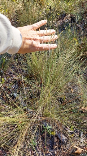 Image of Polygonella gracilis by (c) Athena Philips, some rights reserved (CC BY)