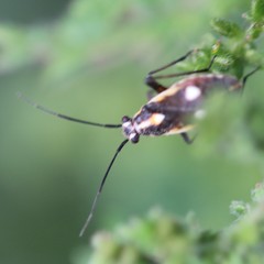 Capsodes sulcatus