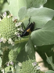 Macrosiagon dimidiata