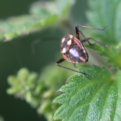 Capsodes sulcatus