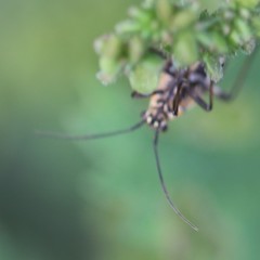 Capsodes sulcatus
