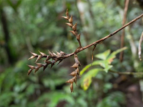 Aechmea pubescens, photograph 2