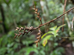 Aechmea pubescens, photograph (c) Samuel Lee, some rights reserved (CC BY)