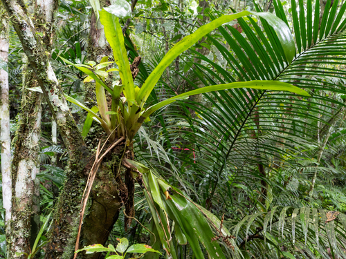 Aechmea pubescens, photograph 3
