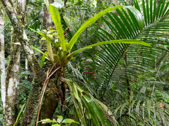 Aechmea pubescens, photograph (c) Samuel Lee, some rights reserved (CC BY)