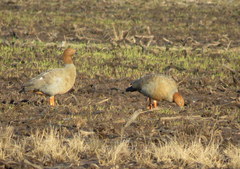 Chloephaga rubidiceps