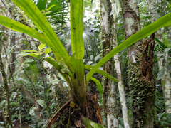 Aechmea pubescens, photograph (c) Samuel Lee, some rights reserved (CC BY)