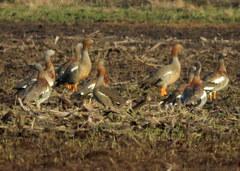 Chloephaga rubidiceps